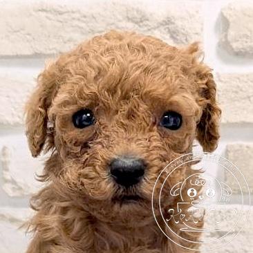 ティーカップ〜タイニープードル