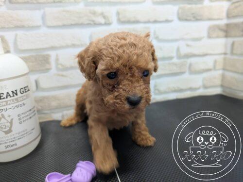 ティーカップからタイニーサイズ予想のトイプードル