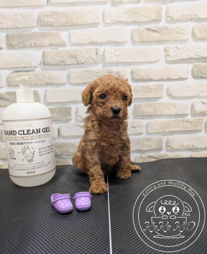 ティーカップからタイニーサイズ予想のトイプードル