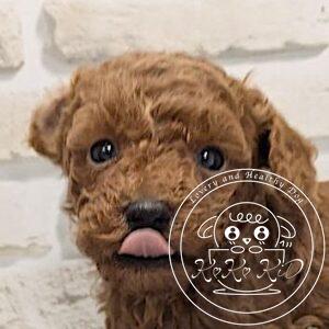 ティーカップからタイニーサイズ予想のトイプードル