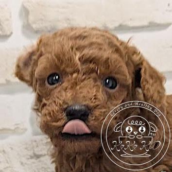 ティーカップ〜タイニープードル