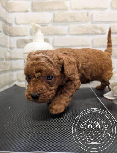 ティーカップからタイニーサイズ予想のトイプードル