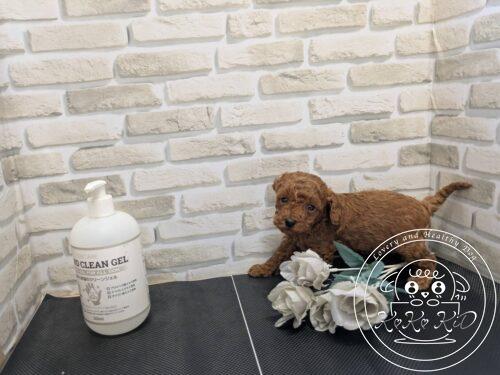 ティーカップからタイニーサイズ予想のトイプードル