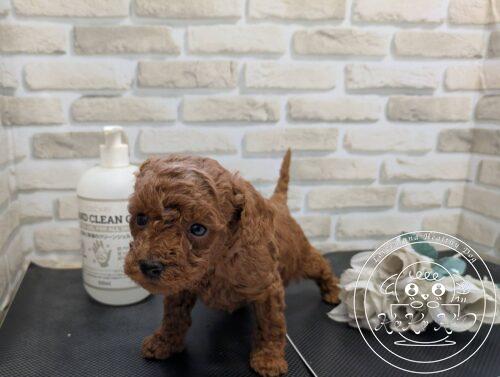 ティーカップからタイニーサイズ予想のトイプードル