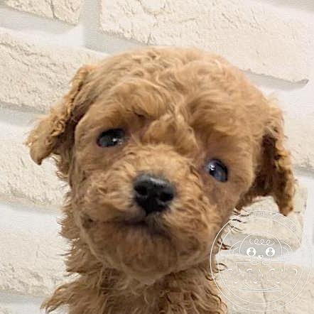 ティーカップ〜タイニープードル