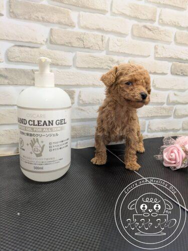 ティーカップからタイニーサイズ予想のトイプードル