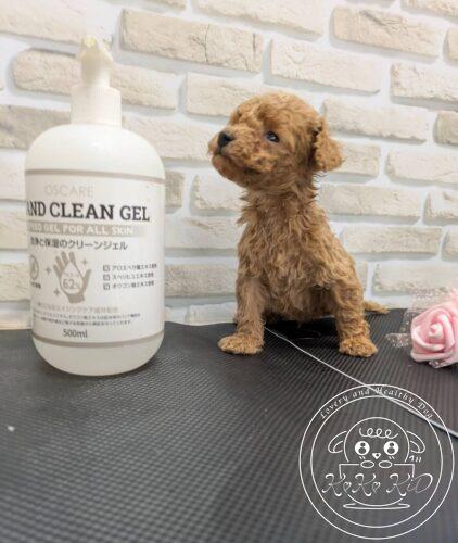 ティーカップからタイニーサイズ予想のトイプードル