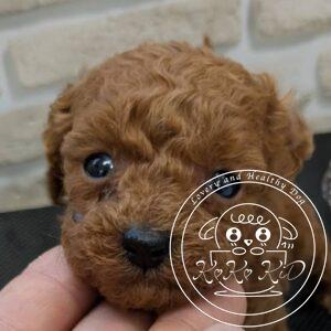 ティーカップからタイニーサイズ予想のトイプードル