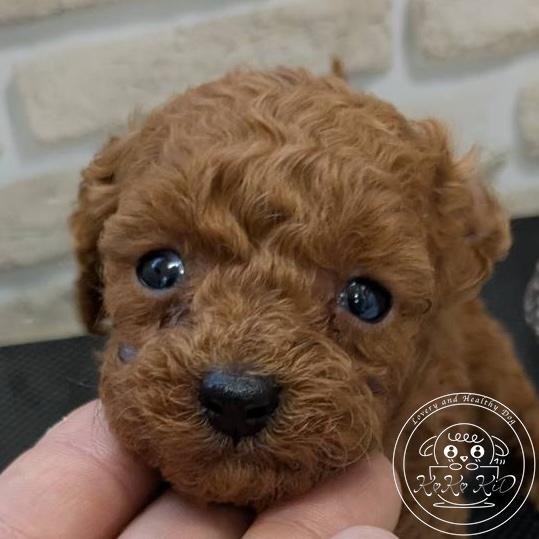 ティーカップ〜タイニープードル