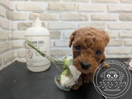 ティーカップからタイニーサイズ予想のトイプードル