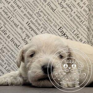 ミニチュアシュナウザー