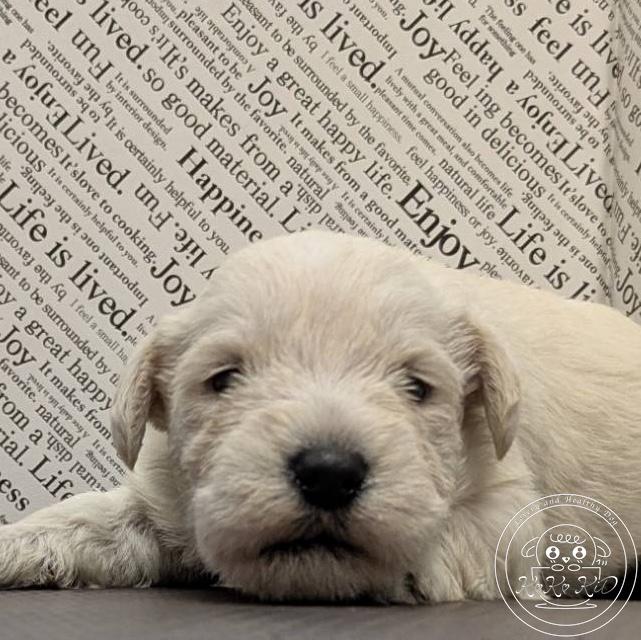 ミニチュアシュナウザー