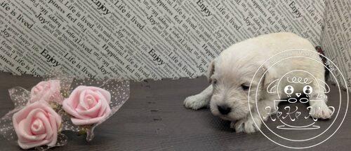 ミニチュアシュナウザー