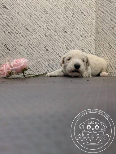 ミニチュアシュナウザー