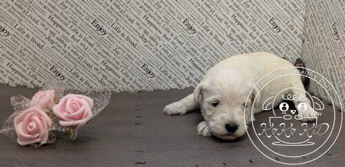 ミニチュアシュナウザー