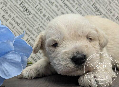 ミニチュアシュナウザー