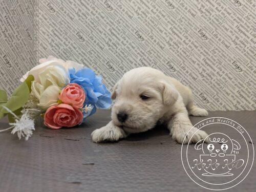 ミニチュアシュナウザー