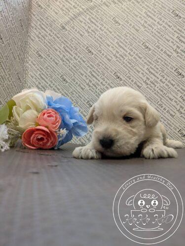 ミニチュアシュナウザー