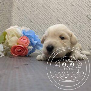 ミニチュアシュナウザー