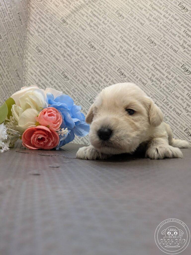 ミニチュアシュナウザー