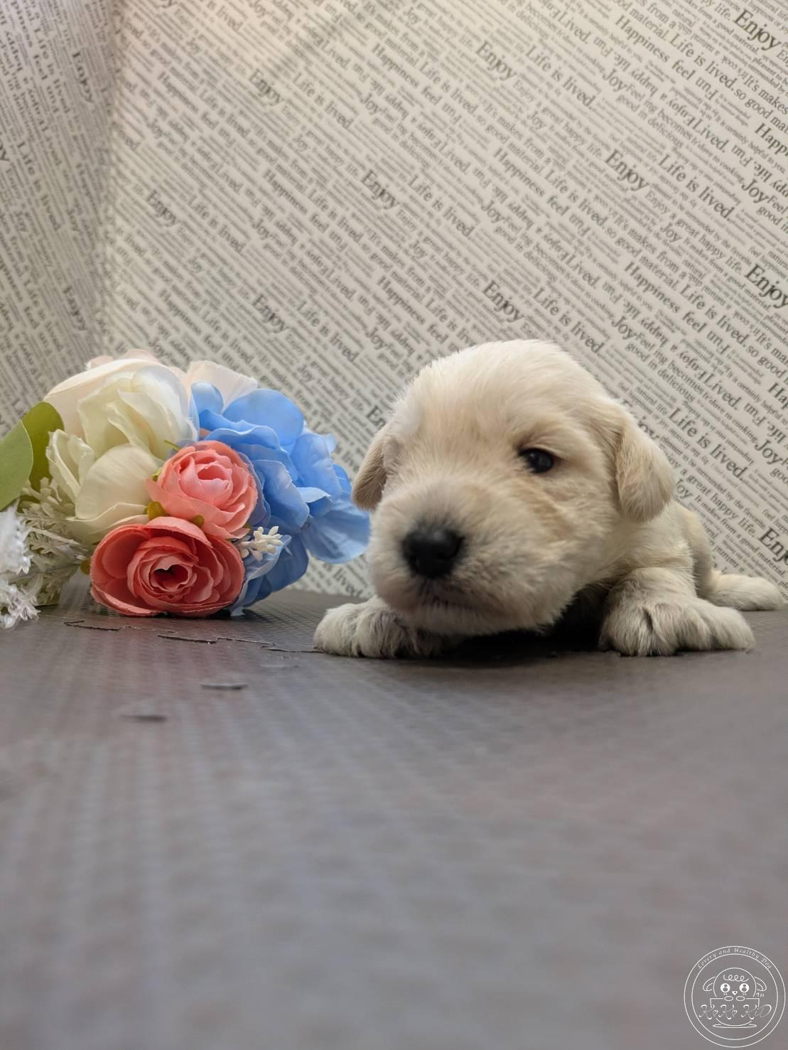 ミニチュアシュナウザー