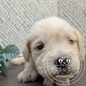 ミニチュアシュナウザー