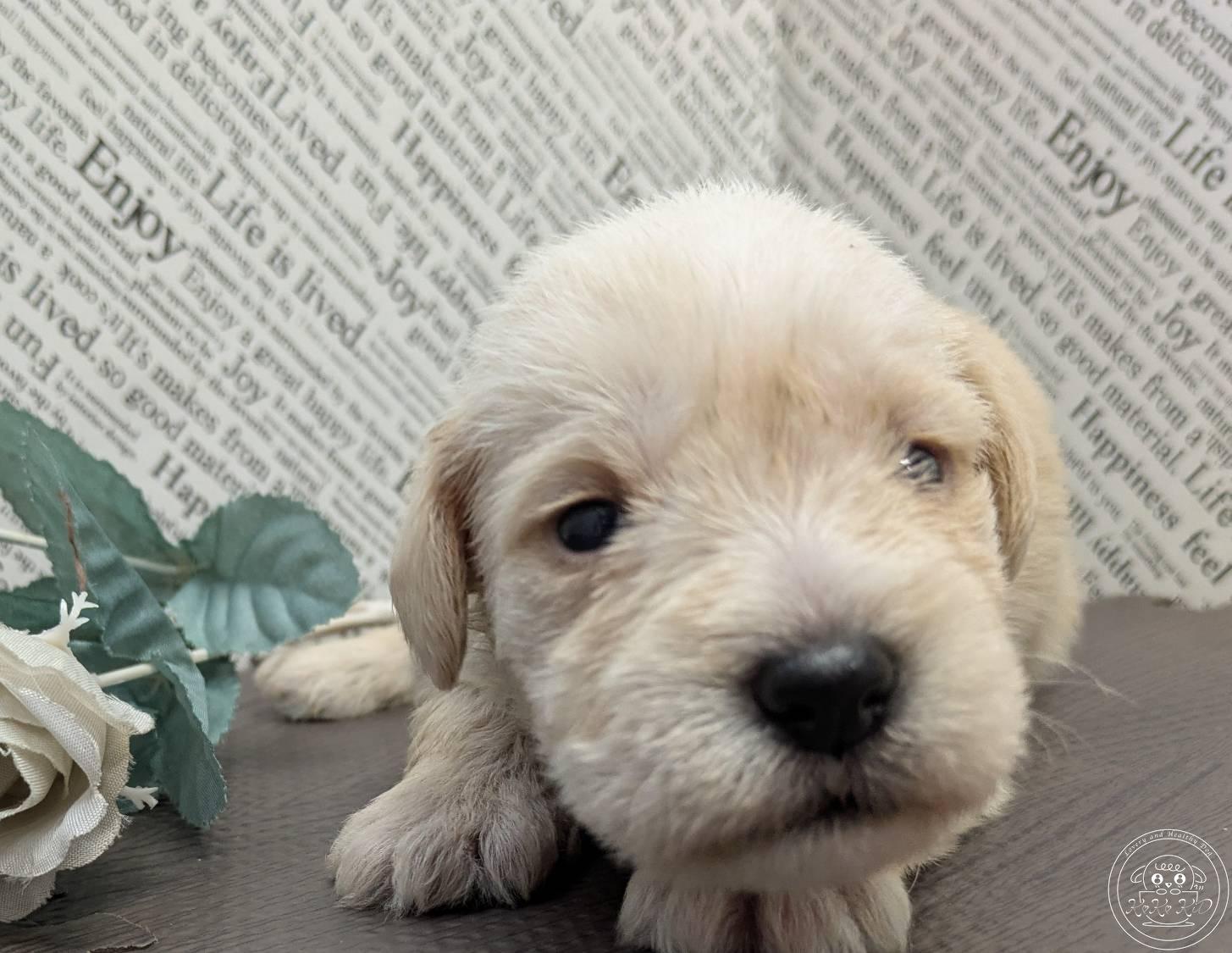 ミニチュアシュナウザー