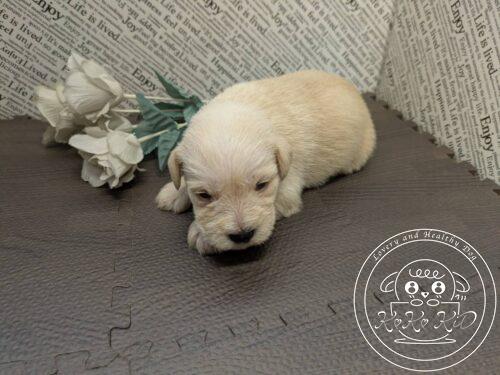 ミニチュアシュナウザー