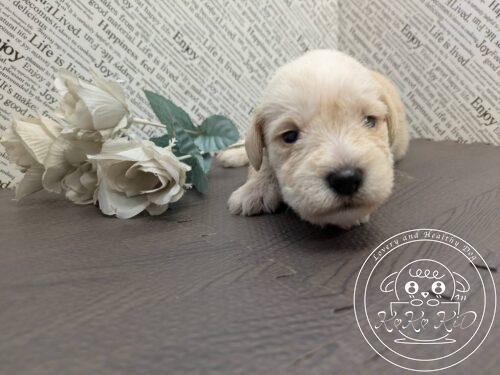 ミニチュアシュナウザー