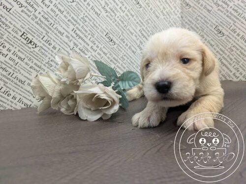 ミニチュアシュナウザー