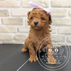 タイニープードル