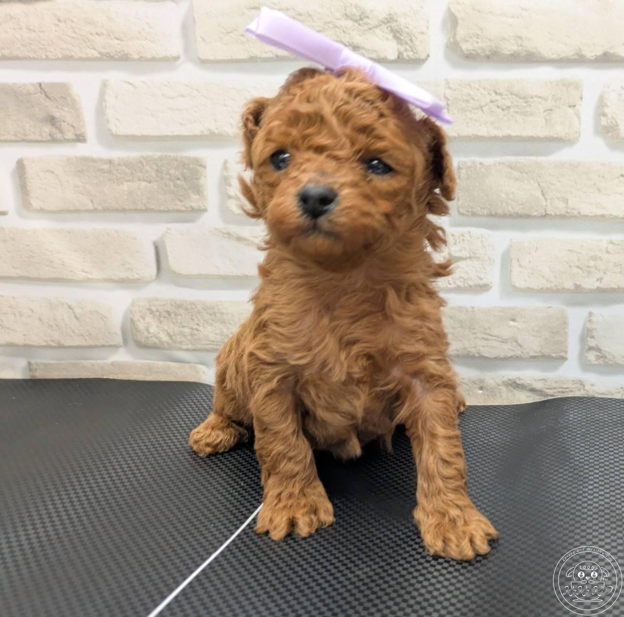 タイニープードル