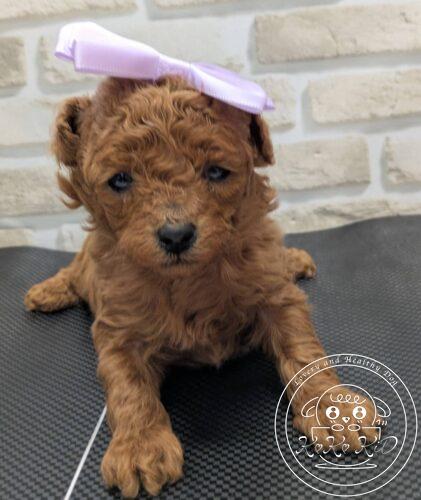 タイニープードル