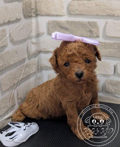 タイニープードル