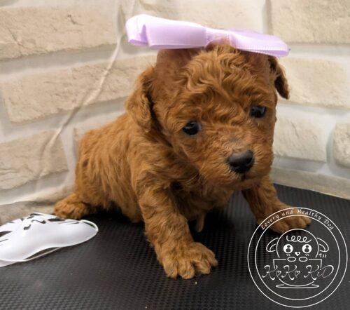 タイニープードル