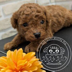 タイニープードル