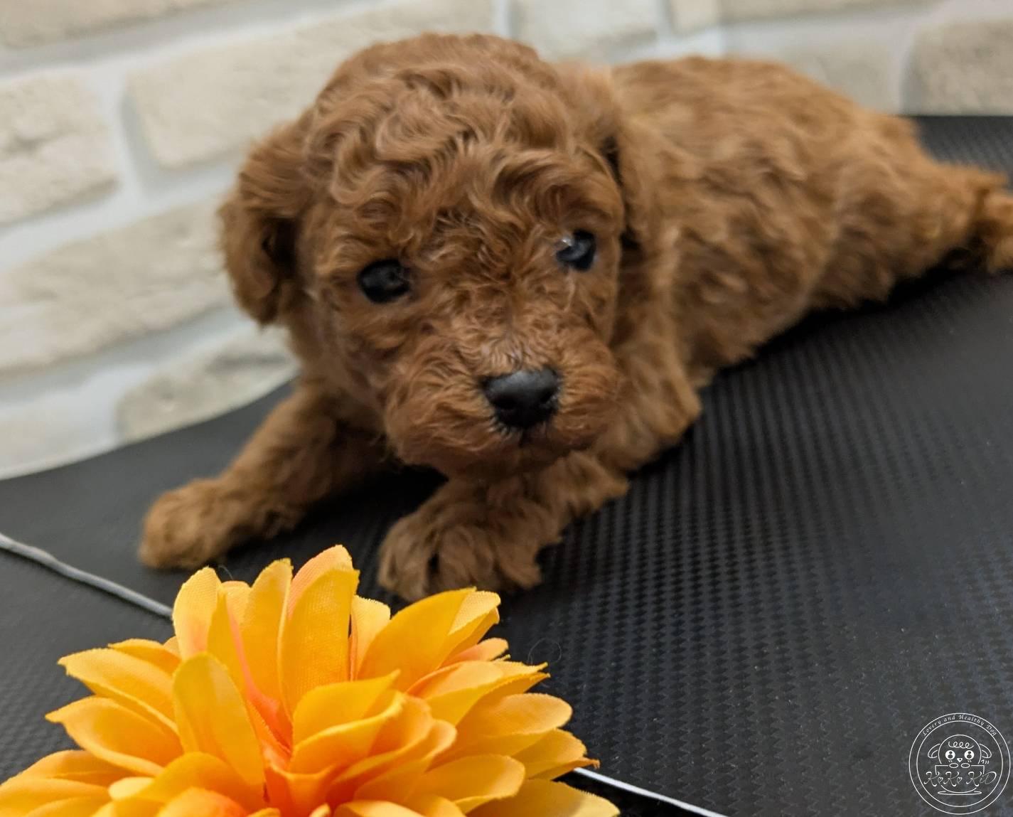 タイニープードル