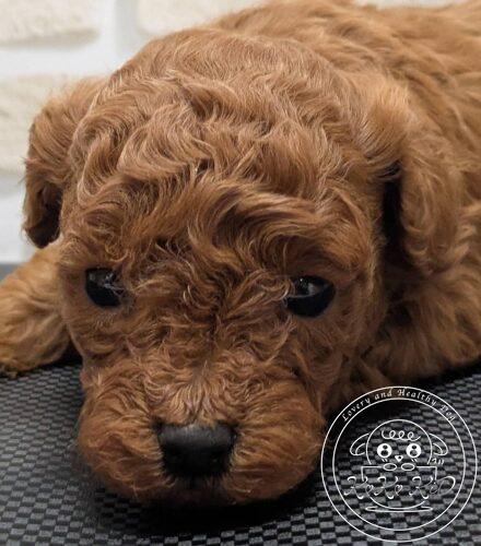 タイニープードル