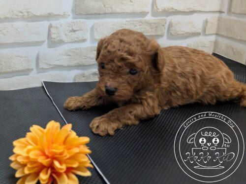 タイニープードル