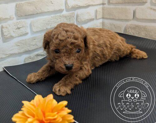 ティーカッププードル