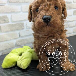 タイニープードル