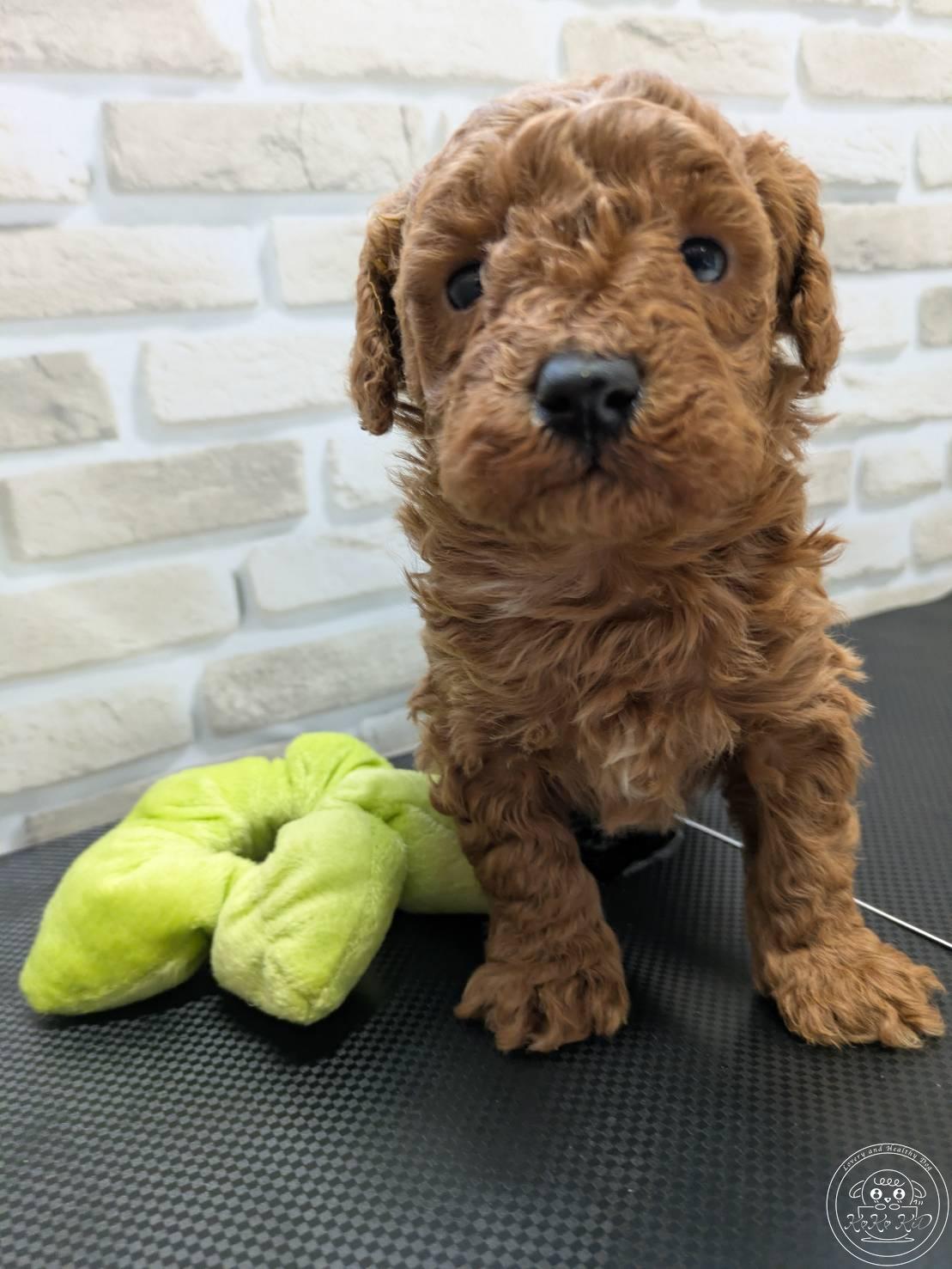 タイニープードル