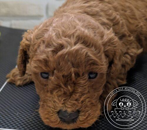 タイニープードル