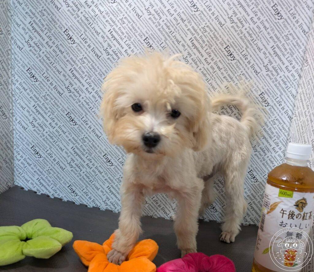マルプー（トイプードル×マルチーズ）
