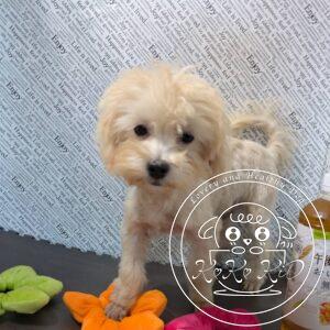 マルプー（トイプードル×マルチーズ）