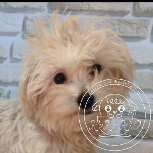 マルプー（トイプードル×マルチーズ）