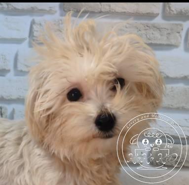 マルプー(マルチーズ×トイプードル)