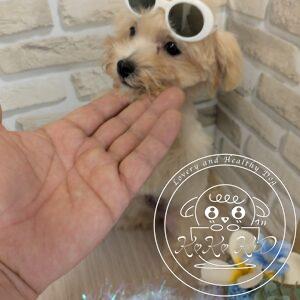 マルプー（トイプードル×マルチーズ）