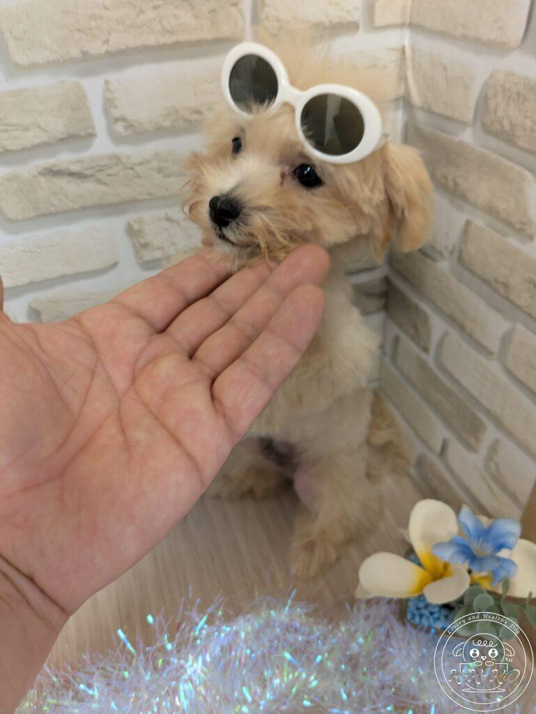 マルプー（トイプードル×マルチーズ）