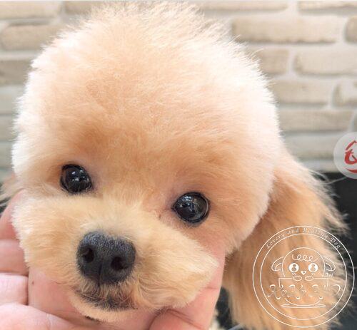 マルプー女の子